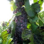 R Catawba E-L Stage 38 Berries harvest ripe.