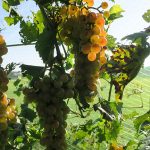 NWV Chardonel E-L Stage 38 Berries harvest ripe.
