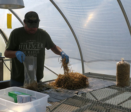 Steven Turner is layering moist straw in the grow bags.