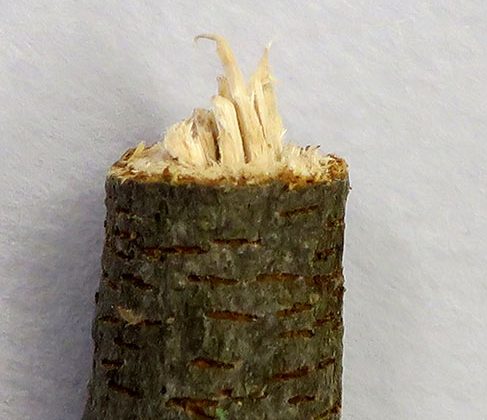 The Twig Girdler leaves a smooth cut on the outside with a ragged center where the twig breaks. The Adult femail twig girdler chews V shaped grooves around the twig.