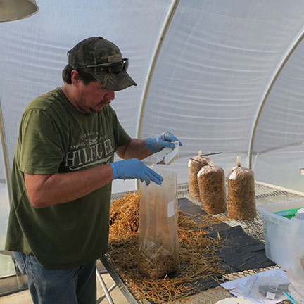 Grain spawn is then put in the bag before another layer of straw is placed on top.