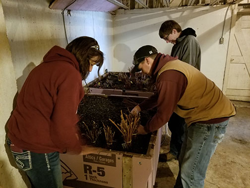Grape cuttings of station releases are places in the heated rooting bed. Shelia Long and Jeremy Emery are placing the cuttings. Anthony Emery, in the background, is job shadowing Jeremy, our field supervisor, as part of his work at Mountain Grove High School.