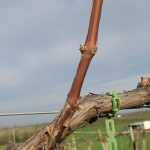 13. F Vignoles E-L Stage 1 - 2 Winter Bud to Bud scales opening