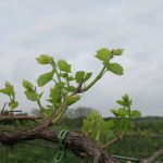13. F Vignoles E-L Stage 11 - 12 4 leaves separated to 5 leaves separated; shoots about 10 cm long; inflorescence clear