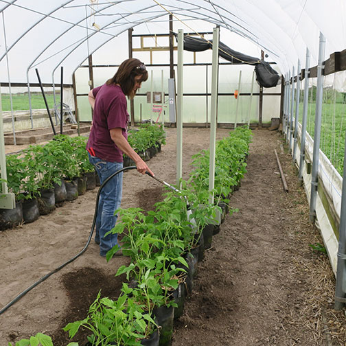 Shelia waters the bagged raspberries after they have been thinned and moved into the high tunnel.
