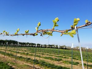 NWV Chardonel E-L Stage 7 – 9 First leaf separated from shoot tip to 2 to 3 leaves separated.