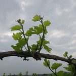 7. NWV Chardonel E-L Stage 12 - 13 5 leaves separated; shoots about 10 cm long; inflorescence clear to 6 leaves separated.