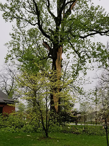 The large tulip poplar, just outside of Faurot Hall, was struck by lightening last night. Photo by Shelia Long.