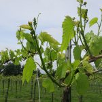 13. F Vignoles E-L Stage 14-15 7 leaves separated; 8 leaves separated, shoot elongating rapidly; single flowers in compact groups.