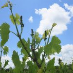 13. F Vignoles E-L Stage 15 8 leaves separated, shoot elongating rapidly; single flowers in compact groups.
