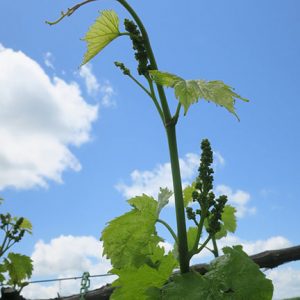 14. F Chardonel E-L Stage 15 8 leaves separated, shoot elongating rapidly; single flowers in compact groups.
