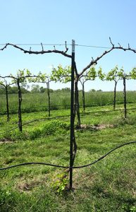 The Chambourcin vine died from crown gall. Basal shoots will be trained up to replace the vine, but the disease is systemic.