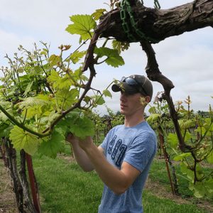 Avery thins shoots on Norton in the Research Vineyard.