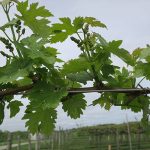3. G Cabernet Sauvignon E-L Stage 14-15 7 leaves separated; 8 leaves separated, shoot elongating rapidly; single flowers in compact groups.