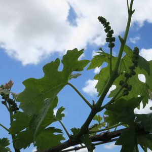3. G Cabernet Sauvignon E-L Stage 15 8 leaves separated, shoot elongating rapidly; single flowers in compact groups.