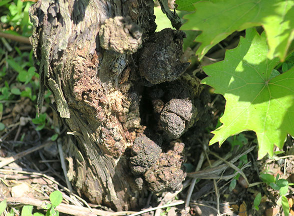 The galls will form if the vine has the disease and then it is winter injured.