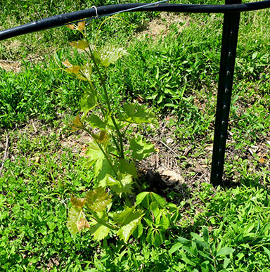 The basal shoots will be trained up to replace the vine. 