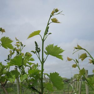 5. MVEC Chambourcin E-L Stage 15 8 leaves separated, shoot elongating rapidly; single flowers in compact groups.