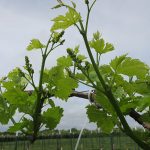 7. NWV Chardonel E-L Stage 15 8 leaves separated, shoot elongating rapidly; single flowers in compact groups.