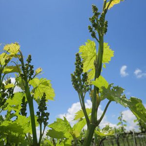 9. R Seyval Blanc E-L Stage 15 8 leaves separated, shoot elongating rapidly; single flowers in compact groups.