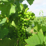 13. F Vignoles E-L Stage 33 Berries still hard and green.