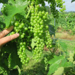 15. F Vidal Blanc E-L Stage 32 - 33 Beginning of bunch closure, berries touching (if bunches are tight) to Berries still hard and green.