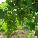7. NWV Chardonel E-L Stage 32 - 33 Beginning of bunch closure, berries touching (if bunches are tight) to Berries still hard and green.
