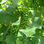 13. F Vignoles E-L Stage 33 Berries still hard and green.
