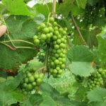13. F Vignoles E-L Stage 34 Berries begin to soften.