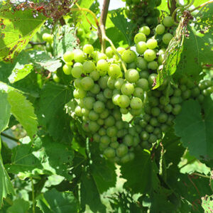 13. F Vignoles E-L Stage 34 Berries begin to soften; Sugar starts increasing.