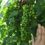 3. G Cabernet Sauvignon E-L Stage 32 Beginning of bunch closure, berries touching (if bunches are tight).