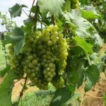 7. NWV Chardonel E-L Stage 35 - 36 Berries begin to colour and enlarge to Berries with intermediate sugar levels.