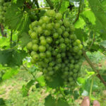 9. R Seyval Blanc E-L Stage 34 Berries begin to soften.