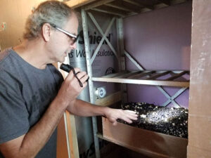 Bob looked at the cremini mushrooms and estimated the first harvest to be early next week.