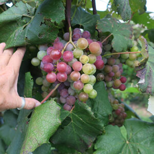 10. R Catawba E-L Stage 36 Berries with intermediate sugar levels.