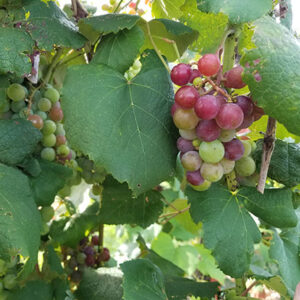 10. R Catawba E-L Stage 34 - 35 Berries begin to soften; Sugar starts increasing to Berries begin to colour and enlarge.