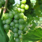 13. F Vignoles E-L Stage 35 – 36 Berries begin to colour and enlarge to Berries with intermediate sugar levels.