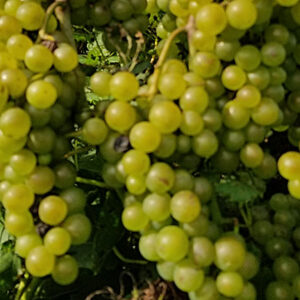 14. F Chardonel E-L 37 Berries not quite ripe.