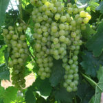 15. F Vidal Blanc E-L Stage 35 – 36 Berries begin to colour and enlarge to Berries with intermediate sugar levels.