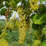 15. F Vidal Blanc E-L Stage 36 Berries with intermediate sugar levels.
