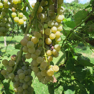 19. D Vivant E-L Stage 38 Berries harvest-ripe.
