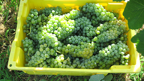 Cayuga White has nice, attractive clusters