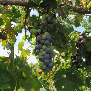 3. G Cabernet Sauvignon E-L Stage 36 Berries with intermediate sugar levels.
