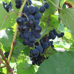 4. MVEC Sunbelt E-L Stage 38 Berries harvest-ripe.