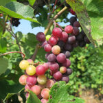 4. MVEC Sunbelt E-L Stage 36 Berries with intermediate sugar levels.