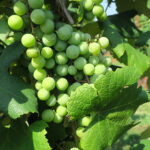 6. W Catawba E-L Stage 33 - 34 Berries still hard and green to Berries begin to soften; Sugar starts increasing.