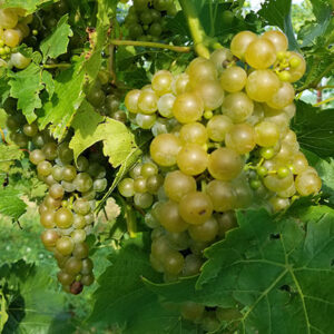 9. R Seyval Blanc E-L Stage 37 Berries not quite ripe.