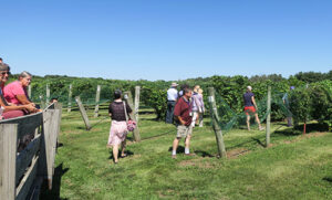 The grape breeders take a close-up look at the genomics vineyard