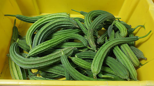 The climbing okra should be picked at about 6 - 8 inches long 