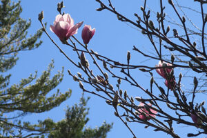 Saucer Magnolia is a larger three than Starry Magnolia.